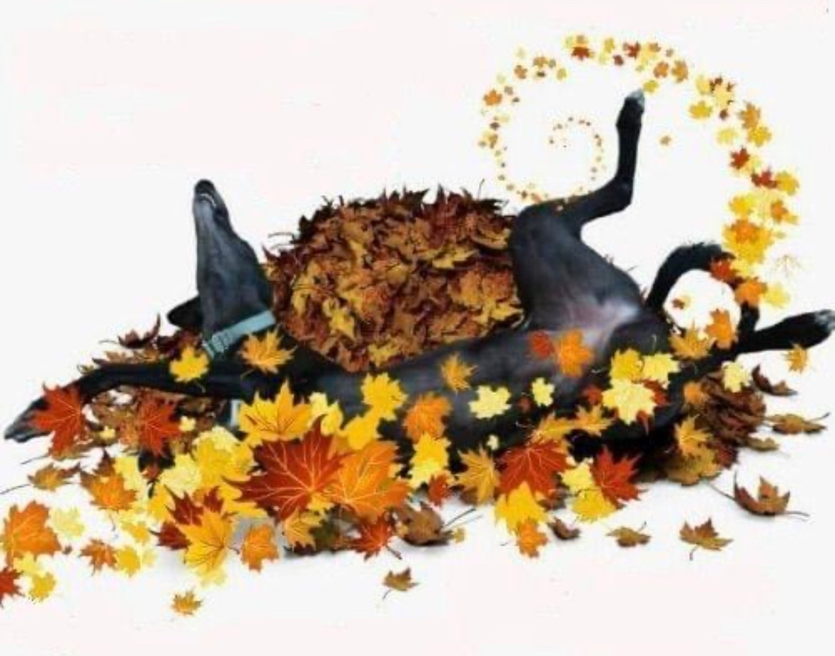 gem-fall-cookout